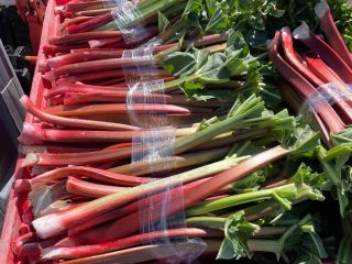 Raspberry rhubarb for sale. Large quantities.
