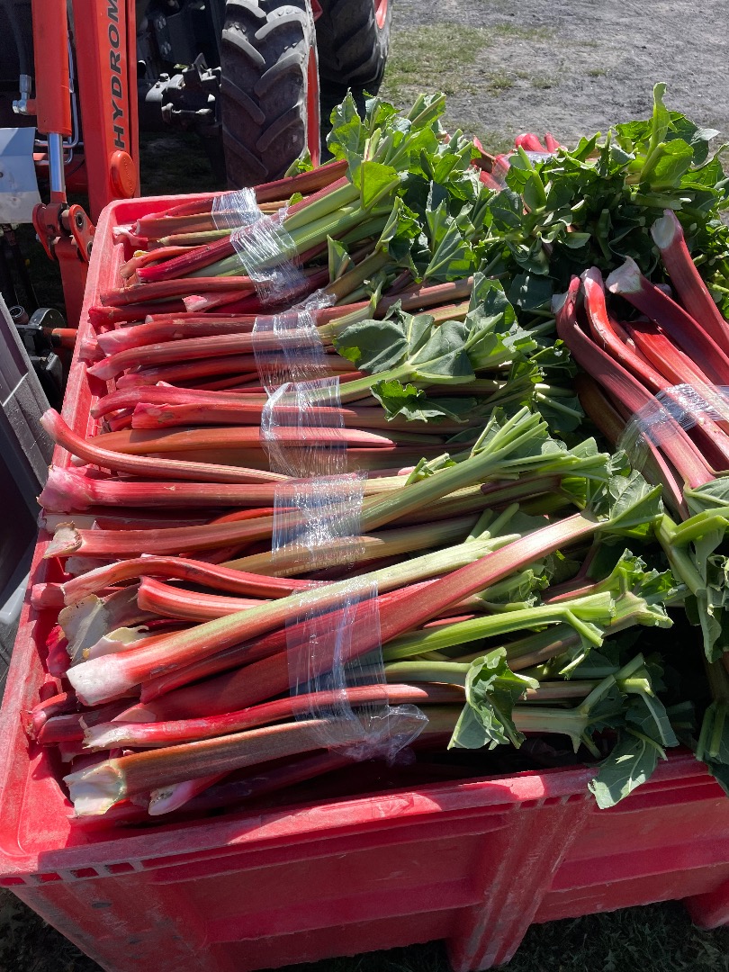 Raspberry rhubarb for sale