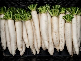 White radish (daikon) big size for industry. Need in