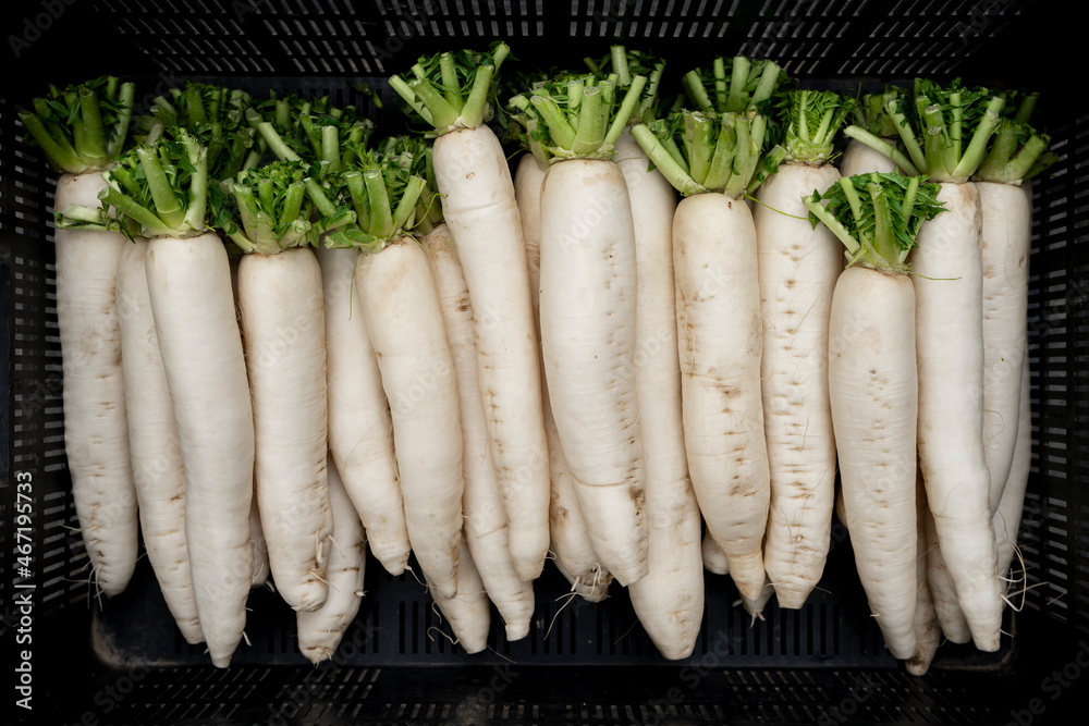 White radish (daikon) big size for industry