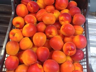 Apricots - all over season! Golden, sun-kissed, and naturally