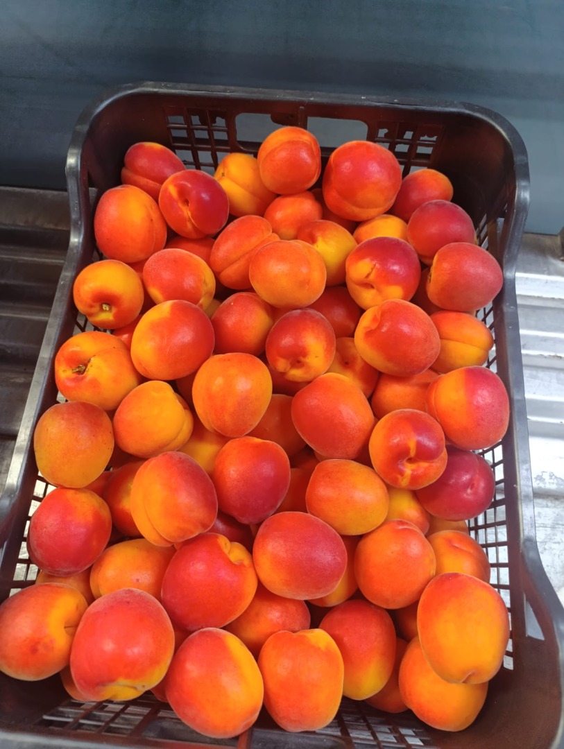 Apricots - all over season! Golden, sun-kissed, and naturally sweet — apricots bring a taste of sunshine to every bite Pure freshness, pure joy