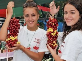 I sell fresh cherries of early, medium early and