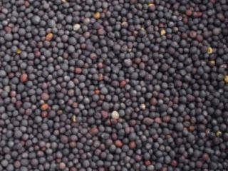 I'm selling rapeseed for oil production. High-quality, well-formed grain,