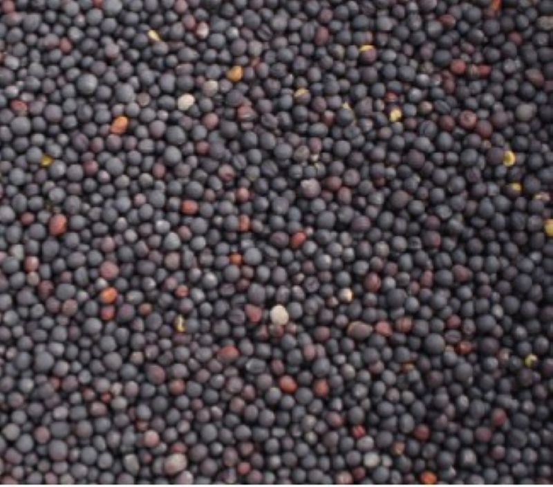 I'm selling rapeseed for oil production