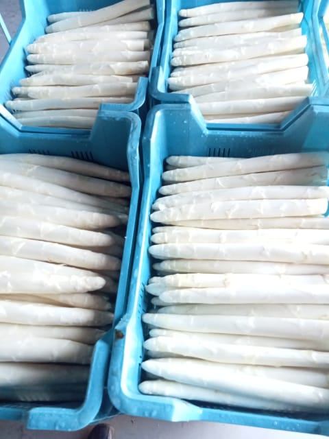 I produce white and green asparagus