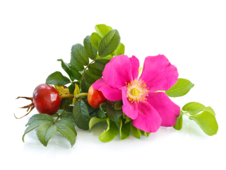 I'm looking to buy fresh rose petals or dried
