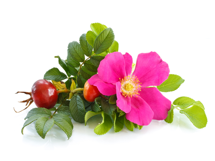 I'm looking to buy fresh rose petals or dried rose petals in bulk