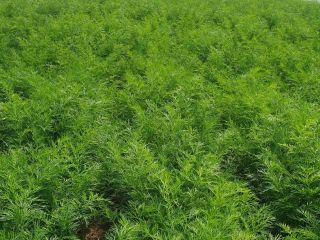 I will sell beautiful Polish dill per kg, quantities