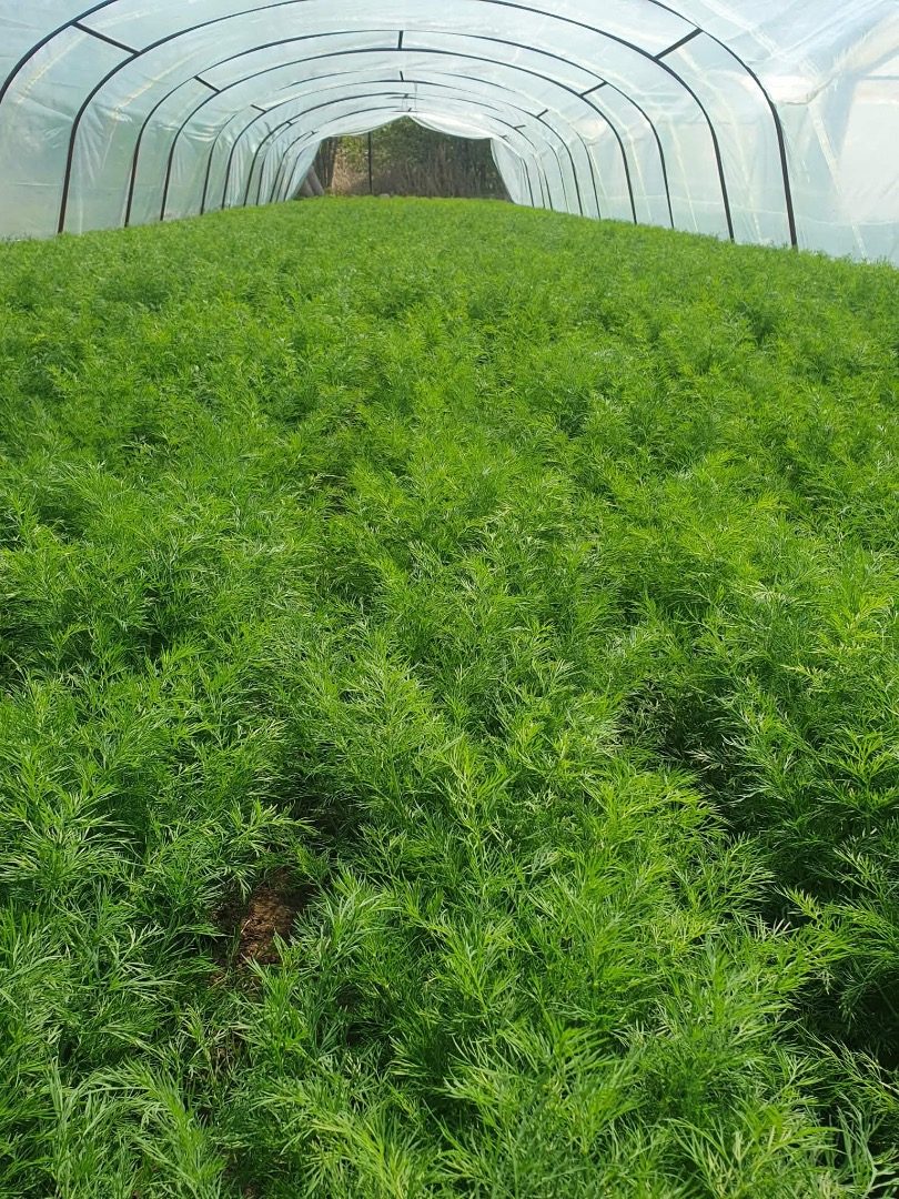 I will sell beautiful Polish dill per kg, quantities of about 300-500 kg per day