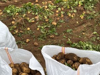 new potato from Romania directly from the producer Calarasi,