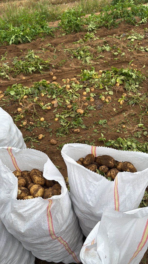 new potato from Romania directly from the producer Calarasi, Dolj, Romania
