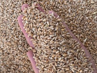 I will sell wheat from Moldova / Giurgiulesti 219.80