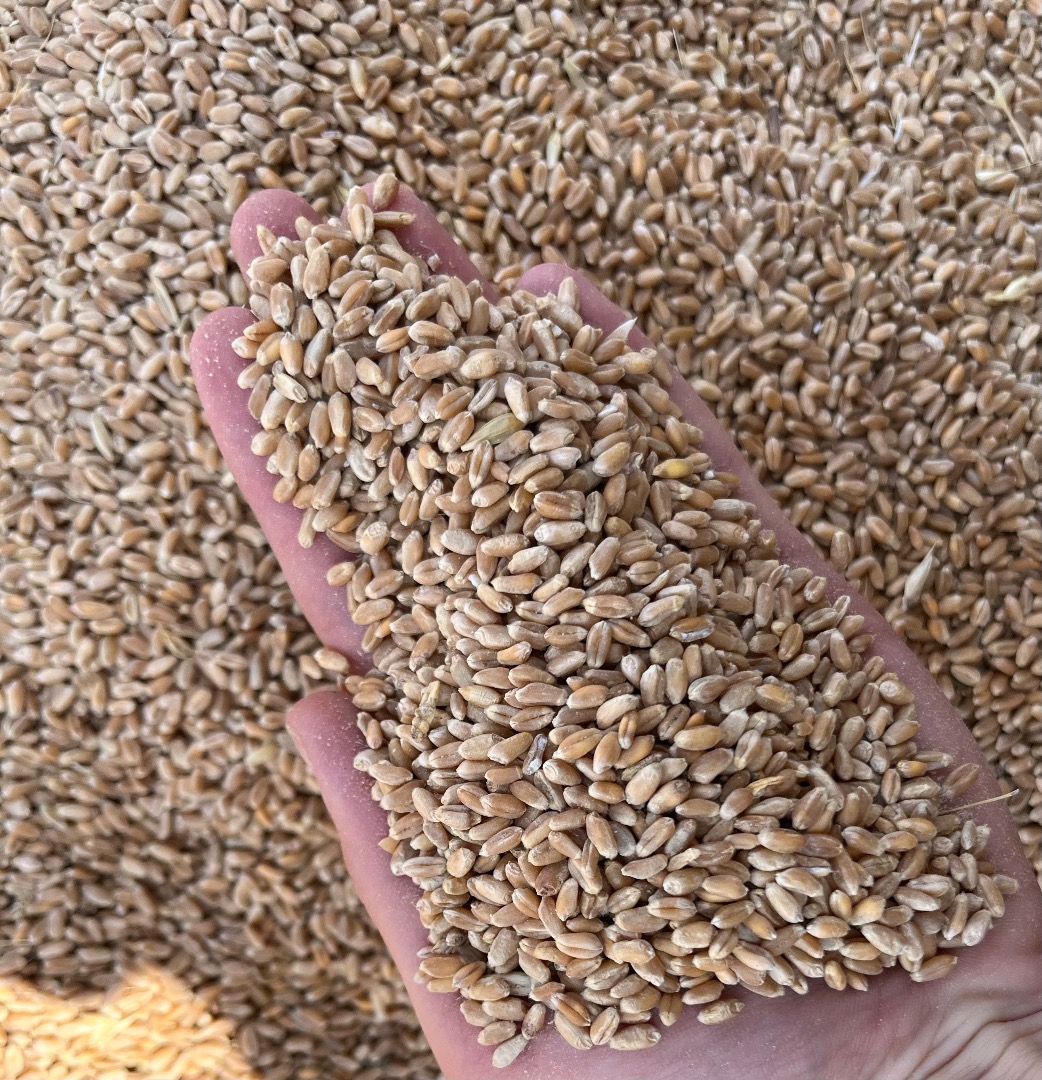 I will sell wheat from Moldova / Giurgiulesti 219.80 euro per ton - 15,000 MT available