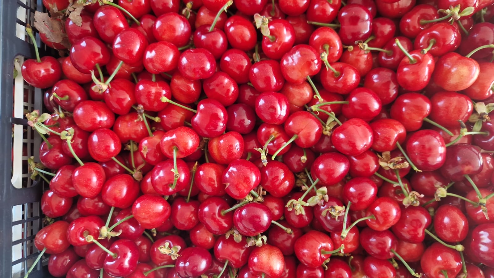 AT;; FIA GOGOT FRUIT;; YOU WILL FIND THE FRESHEST SEASONAL FRUITS, SUPERIOR QUALITY AND MAXIMUM FRESHNESS, THIS SEASON'S CHERRIES, AT THE PRODUCER'S PRICE WILL