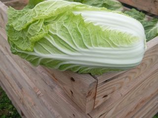 I will sell Chinese cabbage from 0.8 to 2