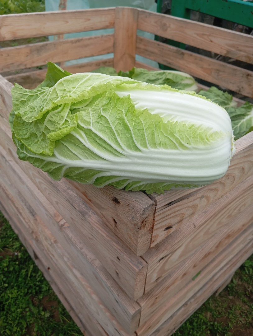 I will sell Chinese cabbage from 0.8 to 2 kg