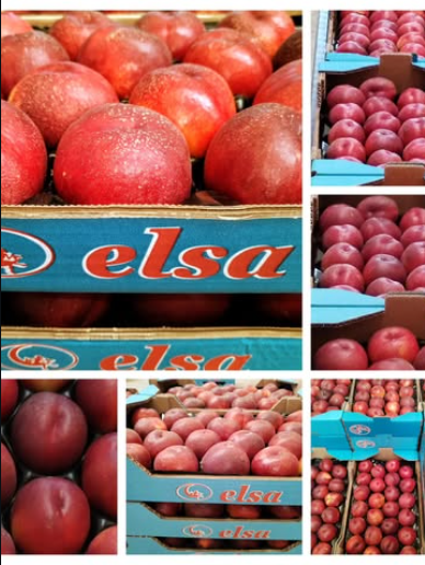 Fruit produced and packaged in Spain, with a global gap