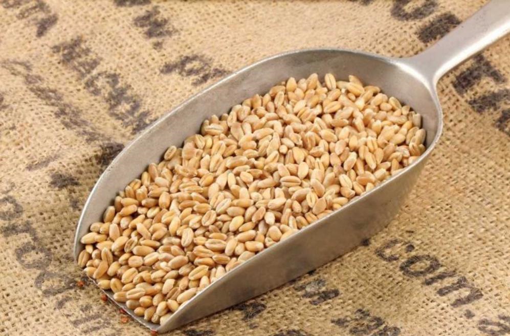 Better pricing available for quantities of 1,000 tons and above Origin: United Kingdom Harvest year: 2025 Storage: Properly stored in silos under controlled