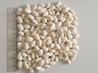 FOR SALE – Giant White Beans | Polish Origin