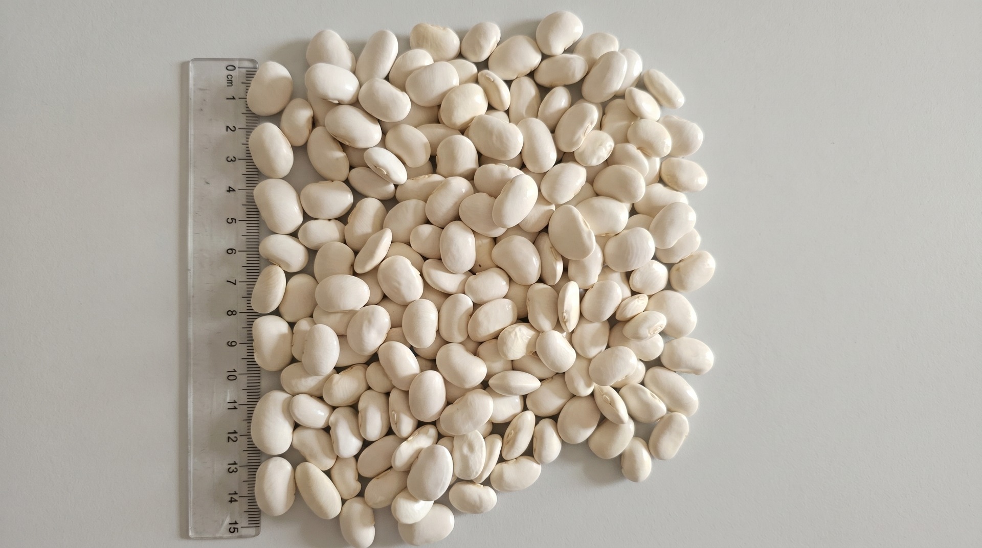 FOR SALE – Giant White Beans | Polish Origin (EU) ✅ Variety: Jaś Pnący (Giant White Beans) ✅ Count: 80–100 seeds / 100g ✅ Quality: Grade A | Moisture max
