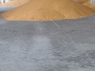 I sell wheat and corn.