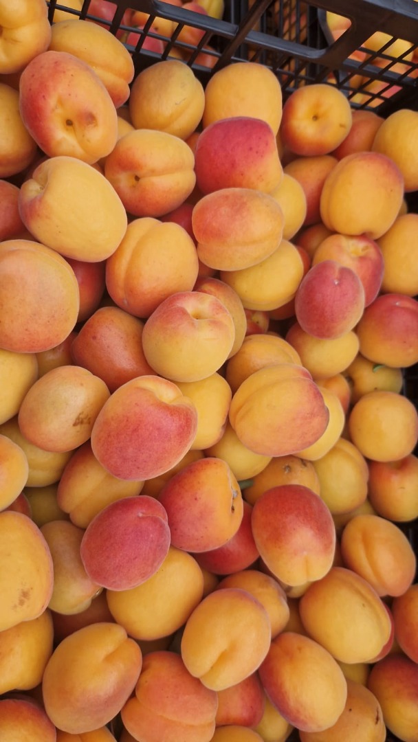 WE ARE WAITING FOR YOU TO SEE THE FRESH AND FLAVORED APRICOTS IN GREECE AT FIA GOGOT FRUIT -FLORINA GOGOT