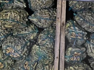 We offer wholesale horseradish root starting at 20 tons.