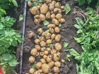 I am selling new potatoes of the Riviera variety,