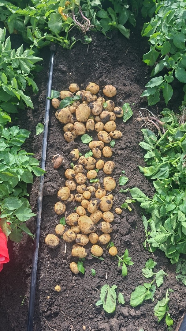 I am selling new potatoes of the Riviera variety, Peretu, Teleorman