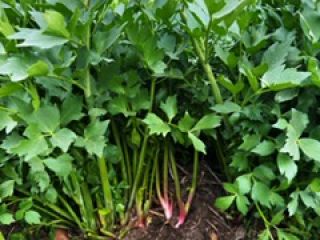 I offer lovage leaves from a producer in the