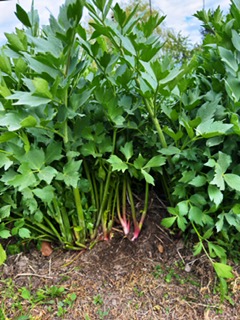I offer lovage leaves from a producer in the Łódź Voivodeship (Tomaszów County)