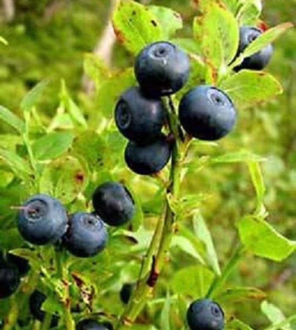 Hello, I am looking for people interested in buying freshly picked wild blueberries