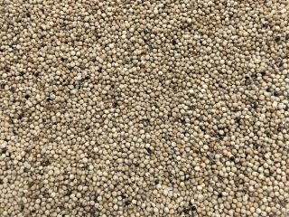 White sorghum for sale. Purity 99%, moisture max 14%.