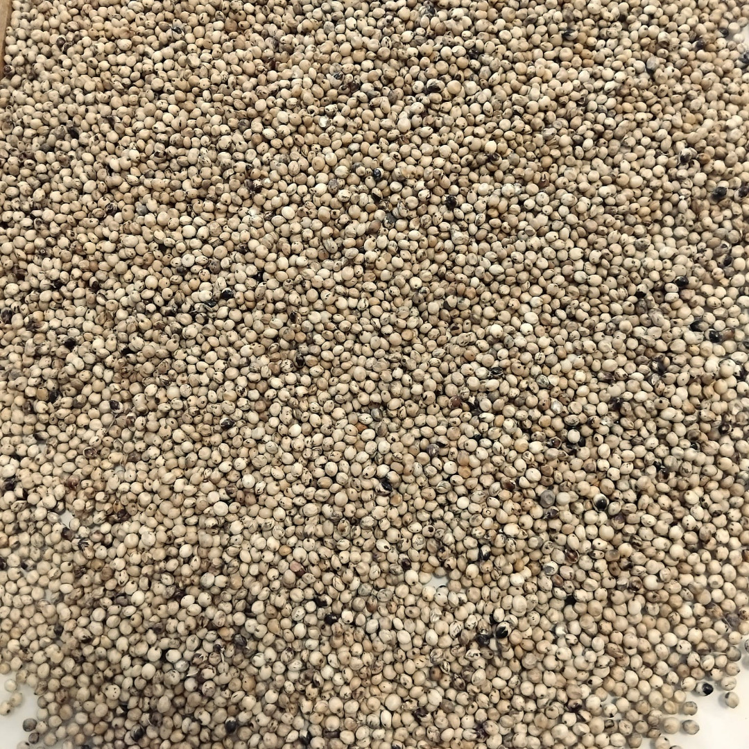 White sorghum for sale