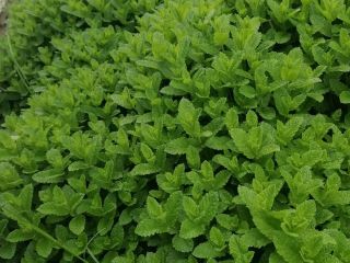 Fresh mint