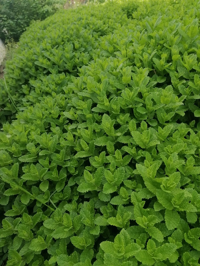 Fresh mint