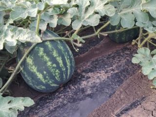 Fresh watermelons from Romania for sale directly from the