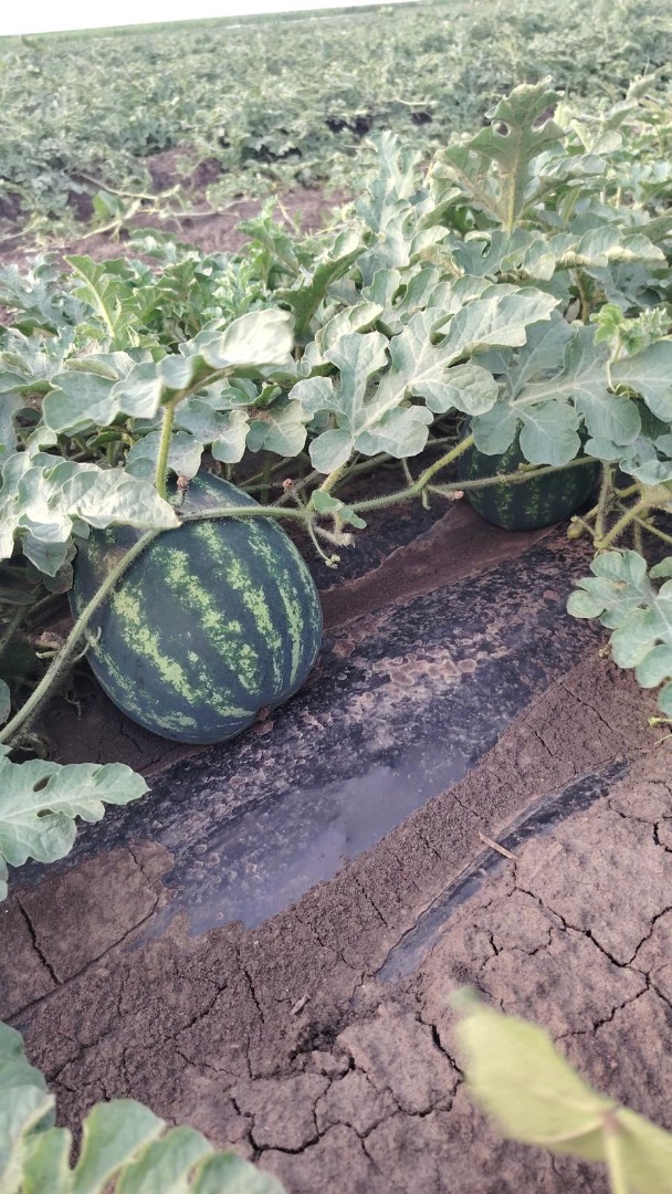 Fresh watermelons from Romania for sale directly from the field