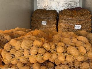 I will sell edible potatoes of the following varieties: