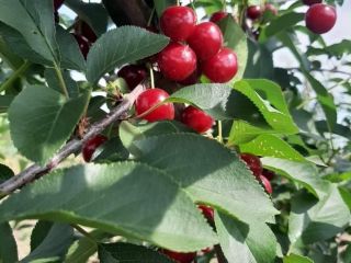 We are pleased to offer premium-quality sour cherries for