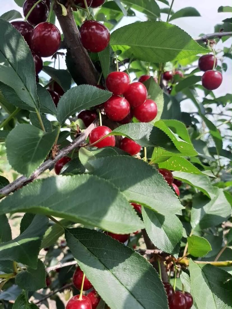 We are pleased to offer premium-quality sour cherries for sale