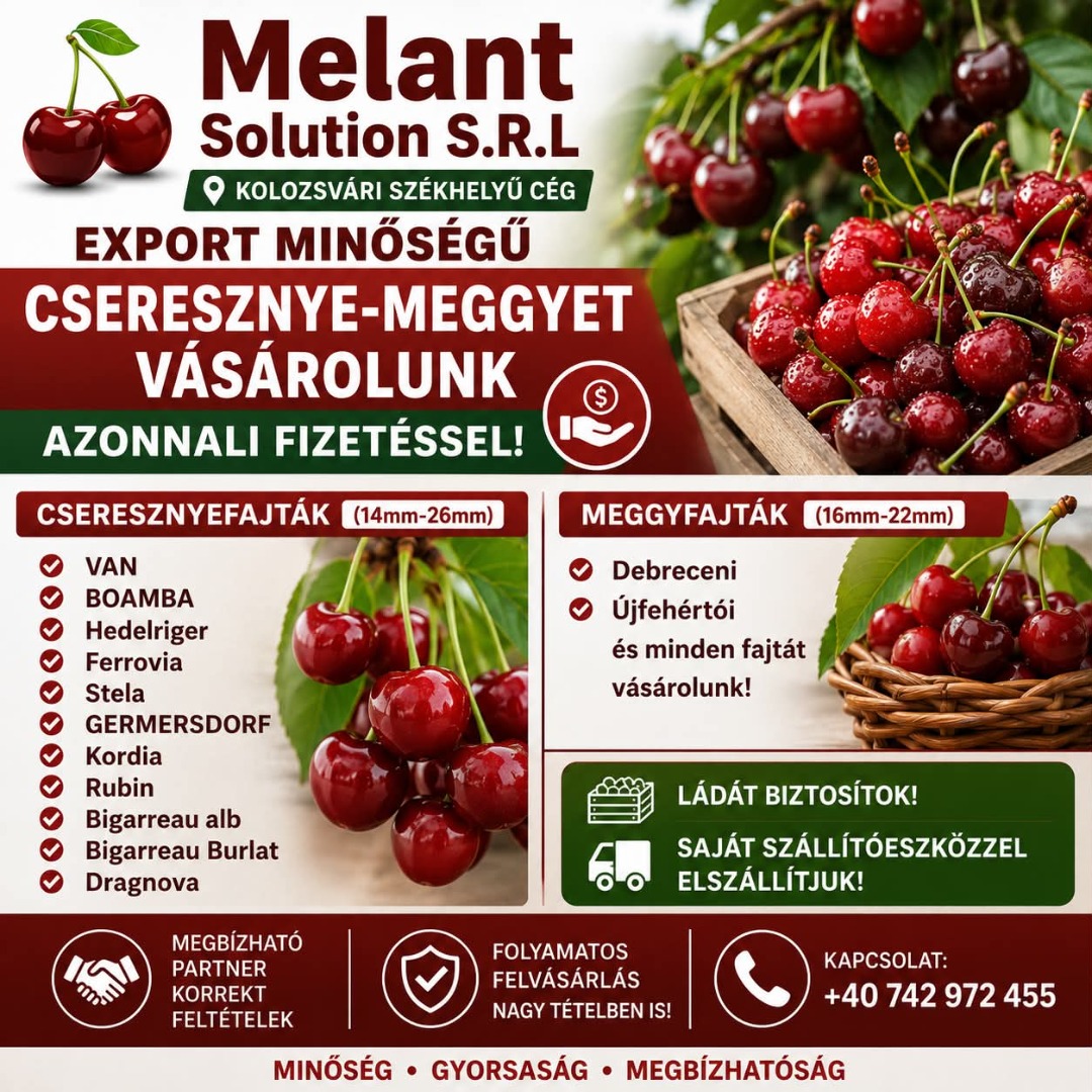 A company based in Cluj-Napoca is looking for large quantities of cherries for the 2026 season