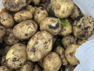 New Riviera Potatoes – Very Good Quality We offer