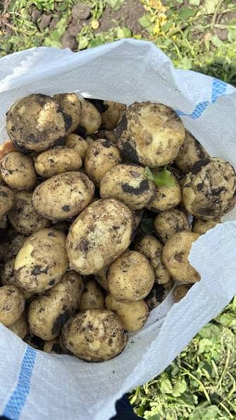 New Riviera Potatoes – Very Good Quality We offer new crop Riviera potatoes of very good quality, sourced from Romania