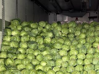 Early sweet white cabbage