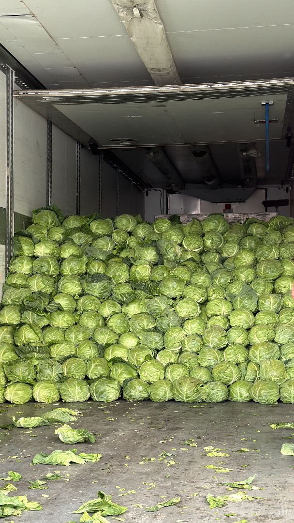 Early sweet white cabbage