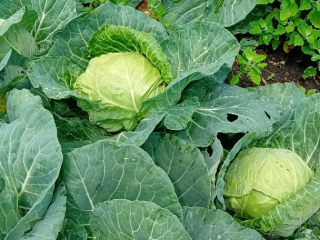 Large cabbage 2.5 kg delibell Japanese
