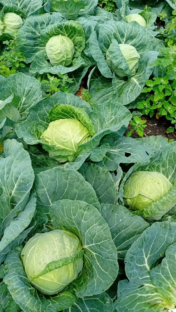 Large cabbage 2.5 kg delibell Japanese