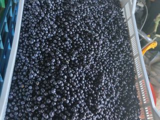 I'm selling wild blueberries, picked daily. Price negotiable. I'm